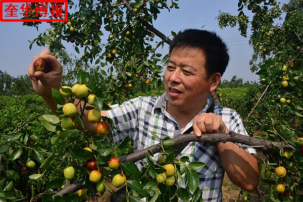 2014年9月13日星期六，聊城市民及济南、青岛的游客来到山东省茌平县肖庄镇圆铃大枣生态园里，进行自由采摘， ...