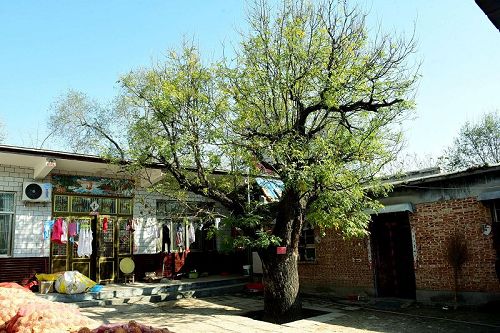 2017年11月15日，山东省聊城江北水城旅游度假区朱老庄镇王堤口村景色别样美。