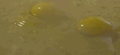 07CCDA81-38D2-47AF-BA3B-D827B7526867.gif