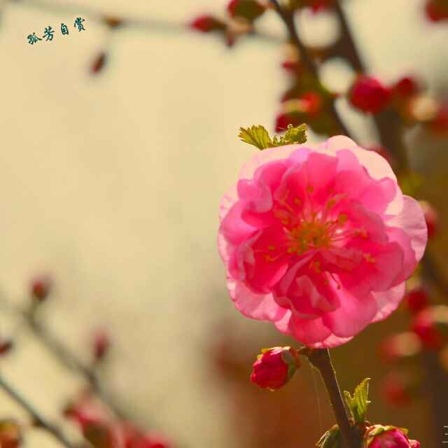 3CCB428C-6499-4D36-9ADD-D9B1D2C67A47.jpeg