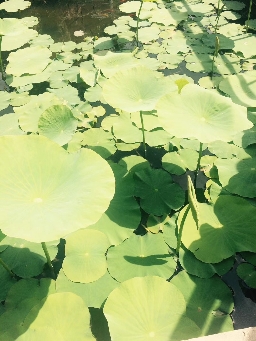 6F53C3D7-76A9-4A6B-BC59-B416175469DF.jpeg