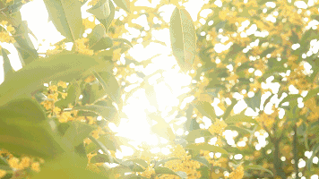 0C14BC70-B182-40D1-A195-BD2AA8B6C390.gif