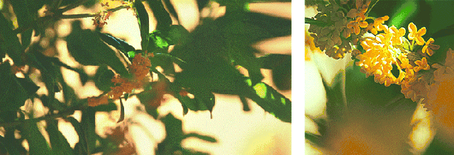 0F687073-55C5-41A8-8F68-90F4892B1130.gif
