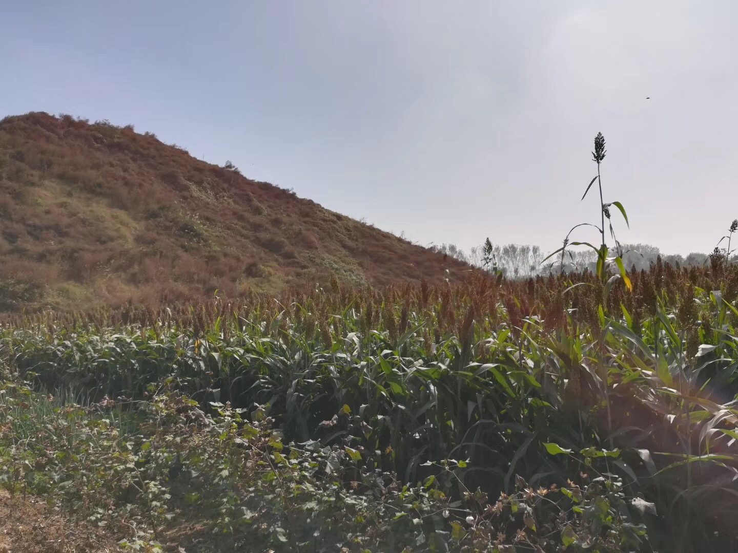 AE98B329-C94D-48CA-A200-CD7691200BF7.jpeg