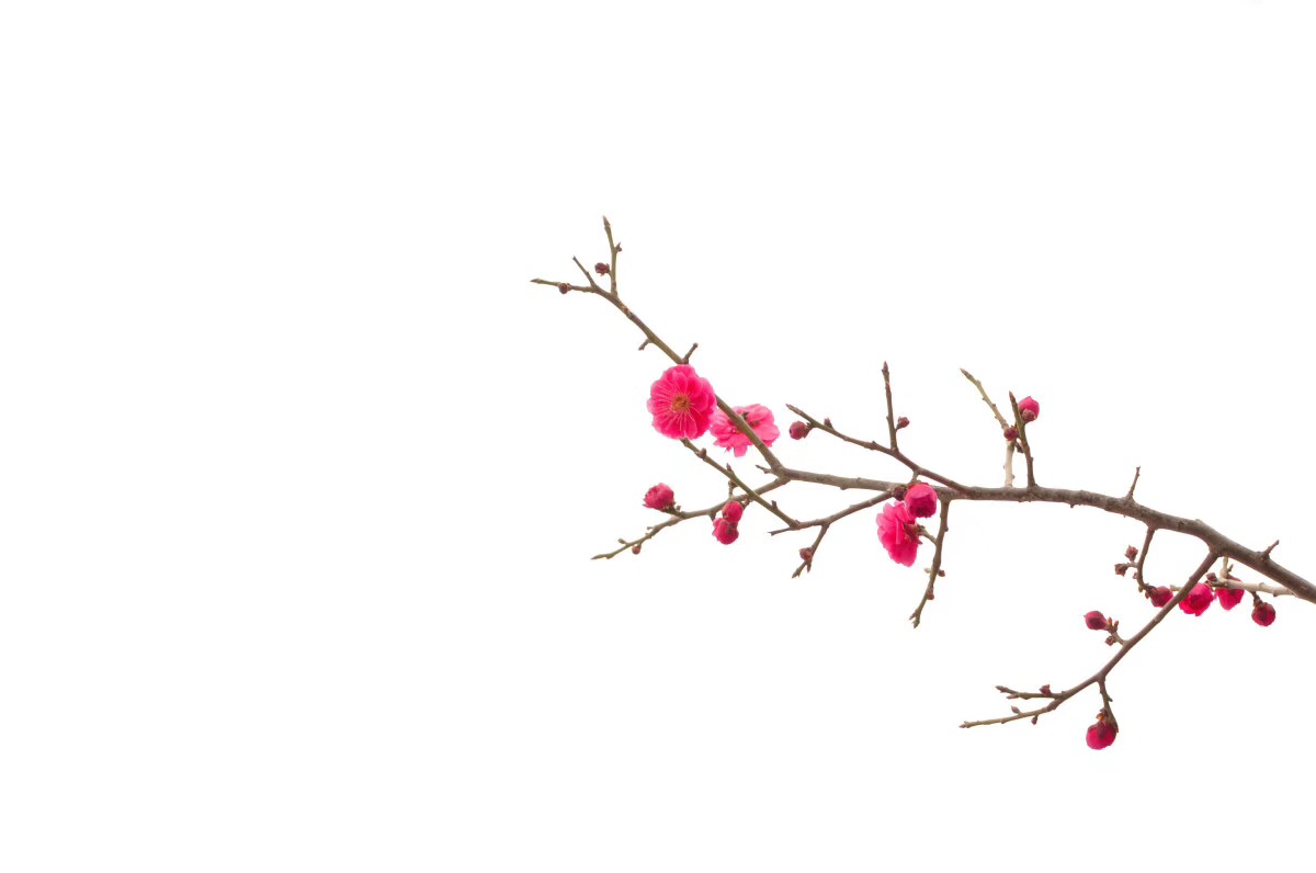 C00C6A69-CCD7-4750-87FD-5D8C2D7CF168.jpeg