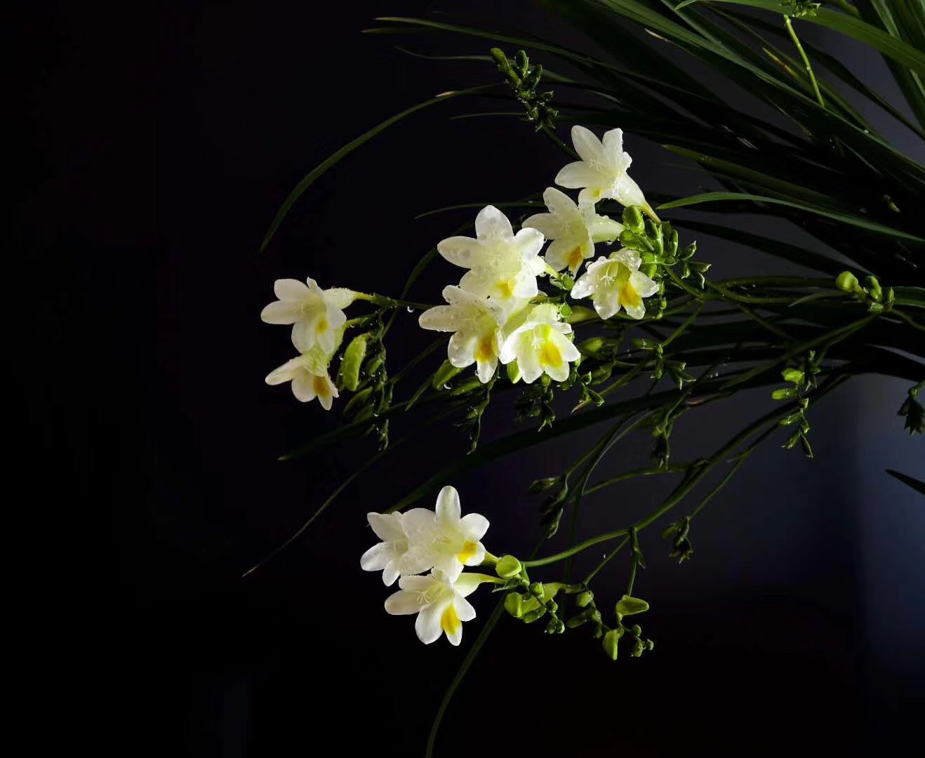 80F83BB1-5758-4619-BC67-A6308C6611A8.jpeg