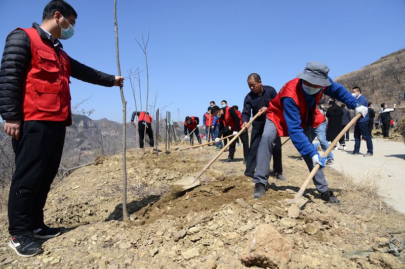 2020年3月17日，我为祖国种棵树活动在博山区大山深处泉子村植树现场。 (30).JPG