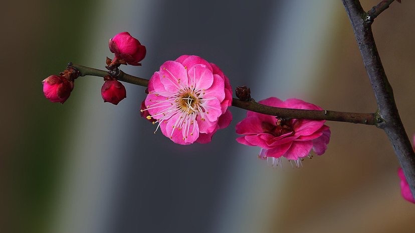 IMG_4887.jpg