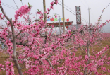鲁风户外2013年4月14日（周日）肥城桃花节（十万亩桃花）踏青赏花拍照一日游