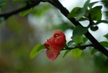 清明春雨