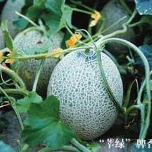 【瓜果】中国香瓜之乡莘县